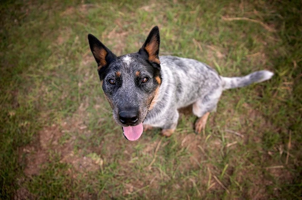 Olive Branch Dog Boarding and Daycare